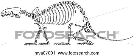 Skeleton, ferret View Large Illustration Clip Art - Skeleton, ferret. Fotosearch