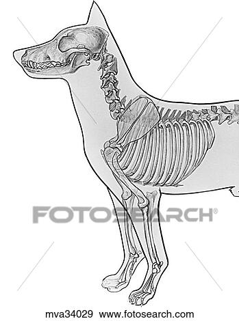 Stock Illustration - Skeleton, head and thorax, canine. Fotosearch