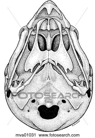 Skull, bird View Large Illustration Clip Art - Skull, bird. Fotosearch