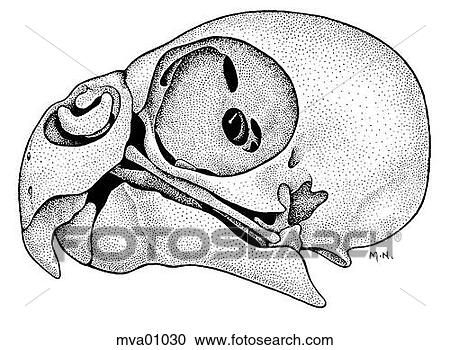 Clipart - Skull, bird. Fotosearch