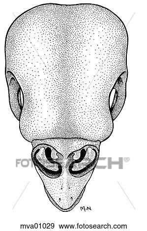 Skull, bird View Large Illustration Stock Illustration - Skull, bird. Fotosearch
