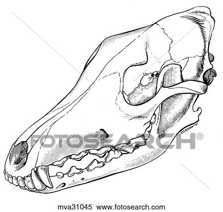 Skull, canine View Large Illustration Stock Illustration - Skull, canine. Fotosearch