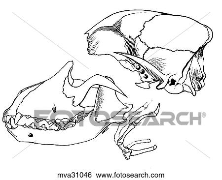 Skull, canine View Large Illustration Stock Illustration - Skull, canine. Fotosearch
