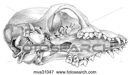 Skull, canine View Large Illustration Stock Illustration - Skull, canine. Fotosearch