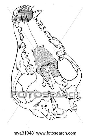 Skull, canine View Large Illustration Stock Illustration - Skull, canine. Fotosearch