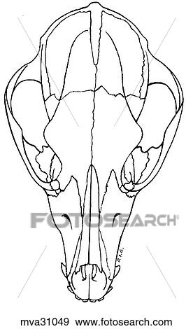 Stock Illustration - Skull, canine. Fotosearch
