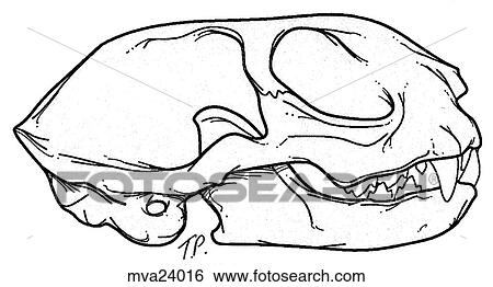 Skull, feline View Large Illustration Stock Illustration - Skull, feline. Fotosearch
