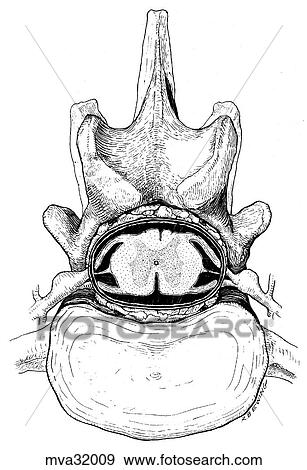 Stock Illustration - Spinal cord, canine. Fotosearch