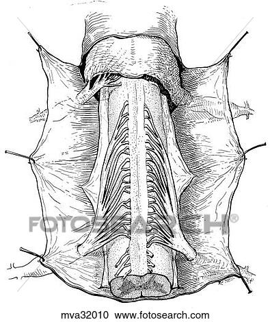 Clipart - Spinal cord, nerves and layers, canine. Fotosearch