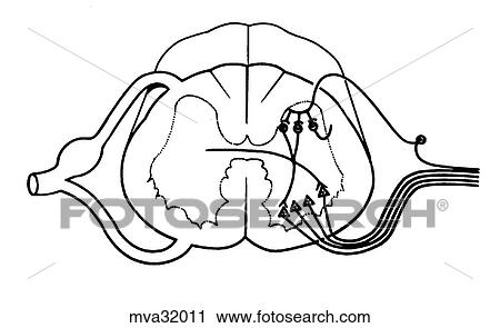 Spinal nerve, canine View Large Illustration Clip Art - Spinal nerve, canine. Fotosearch
