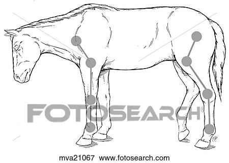 Stay apparatus, equine View Large Illustration Stock Illustration - Stay apparatus, equine. Fotosearch