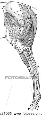 Stock Illustration - Stay apparatus of left pelvic limb, equine. Fotosearch