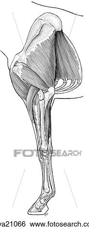 Stock Illustration - Stay apparatus of thoracic limb, equine. Fotosearch