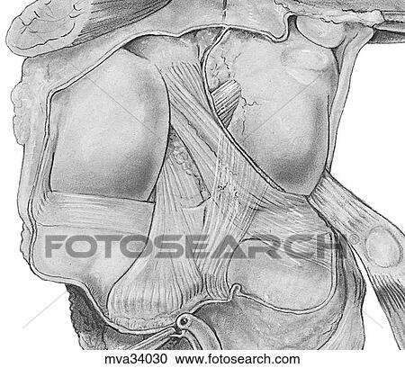 Stifle articular capsule, menisci and ligaments View Large Illustration Clipart - Stifle articular capsule, menisci and ligaments. Fotosearch