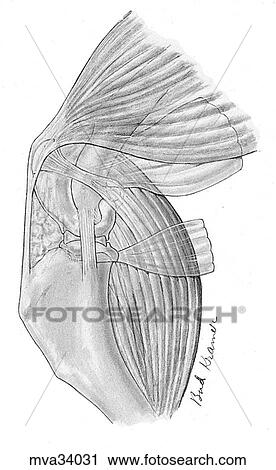Stifle joint capsule, ligaments and menisci View Large Illustration Clip Art - Stifle joint capsule, ligaments and menisci. Fotosearch