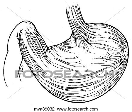 Stomach, canine View Large Illustration Drawing - Stomach, canine. Fotosearch