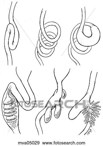Stomach, comparative types, fish View Large Illustration Stock Illustration - Stomach, comparative types, fish. Fotosearch