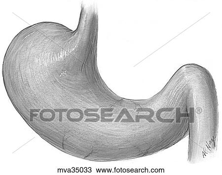 Drawing - Stomach, external surface, canine. Fotosearch