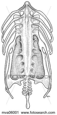 Clip Art - Synsacrum and pelvis, bird. Fotosearch