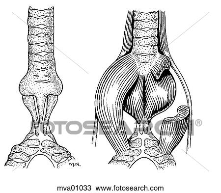 Syrinx, bird View Large Illustration Drawing - Syrinx, bird. Fotosearch