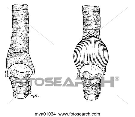 Syrinx, bird View Large Illustration Stock Illustration - Syrinx, bird. Fotosearch