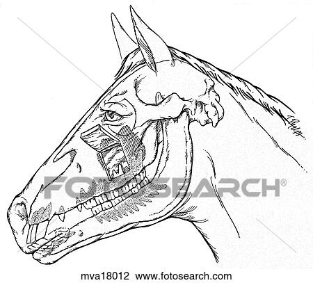 Drawing - Teeth, equine. Fotosearch