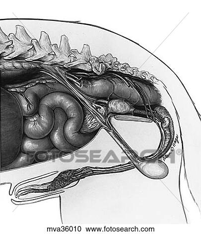Clipart - Testis and ductus deferens in situ, canine. Fotosearch