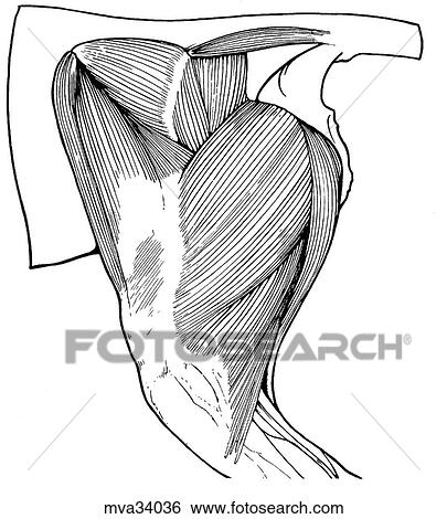 Stock Illustration - Thigh and gluteal regions, superficial muscles. Fotosearch