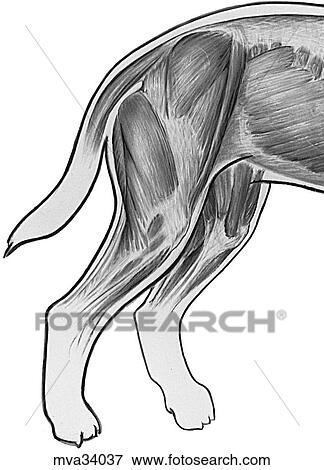 Thigh muscles, superficial, canine View Large Illustration Stock Illustration - Thigh muscles, superficial, canine. Fotosearch