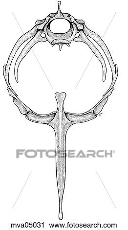 Thoracic inlet, bird View Large Illustration Clip Art - Thoracic inlet, bird. Fotosearch