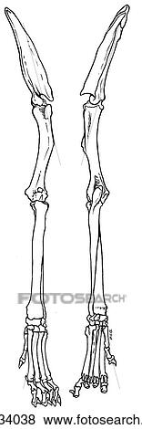 Stock Illustration - Thoracic limb, palpable bone structure, canine. Fotosearch