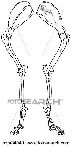 Thoracic limb, skeleton, canine View Large Illustration Clipart - Thoracic limb, skeleton, canine. Fotosearch