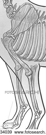 Stock Illustration - Thoracic limb, skeleton, canine. Fotosearch