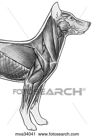 Thoracic limb, superficial extrinsic muscles View Large Illustration Clip Art - Thoracic limb, superficial extrinsic muscles. Fotosearch