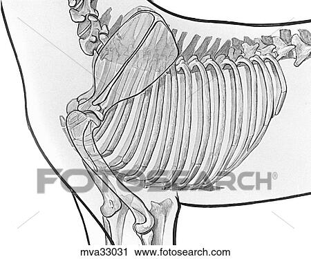Thoracic wall, canine View Large Illustration Clip Art - Thoracic wall, canine. Fotosearch