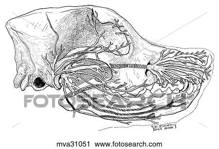 Clip Art - Trigeminal nerve, canine. Fotosearch