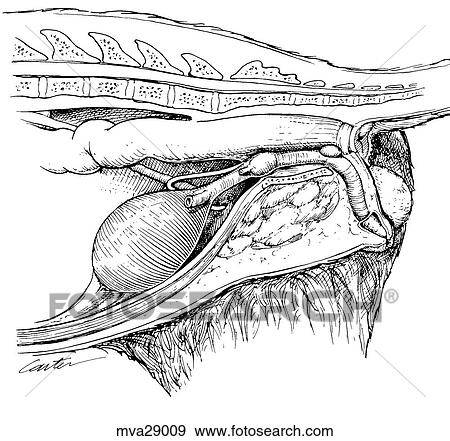 Urethra, male, feline View Large Illustration Stock Illustration - Urethra, male, feline. Fotosearch