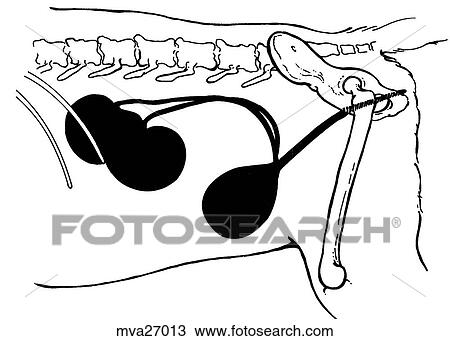 Drawing - Urinary system, female, feline. Fotosearch