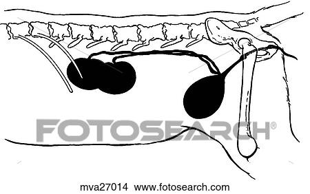 Urinary system, male, feline View Large Illustration Stock Illustration - Urinary system, male, feline. Fotosearch