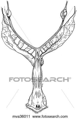 Clip Art - Uterus, canine. Fotosearch