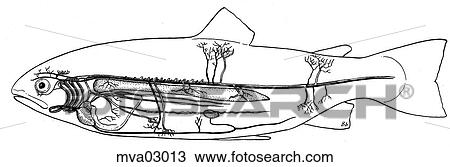 Vascular system, trout View Large Illustration Drawing - Vascular system, trout. Fotosearch