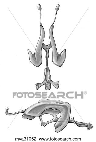 Drawing - Ventricles of brain, canine. Fotosearch