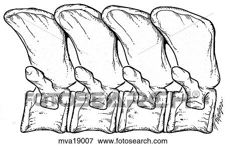 Stock Illustration - Vertebra, equine. Fotosearch
