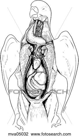 Viscera, bird View Large Illustration Drawing - Viscera, bird. Fotosearch