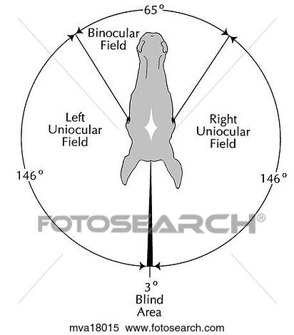Visual fields, equine View Large Illustration Stock Illustration - Visual fields, equine. Fotosearch