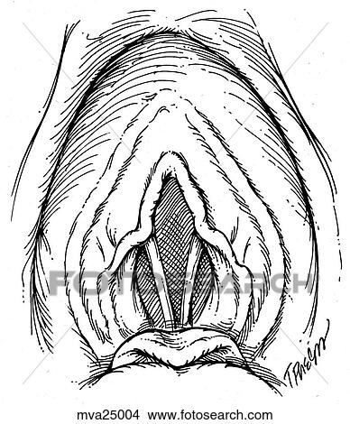 Stock Illustration - Vocal cords, feline. Fotosearch