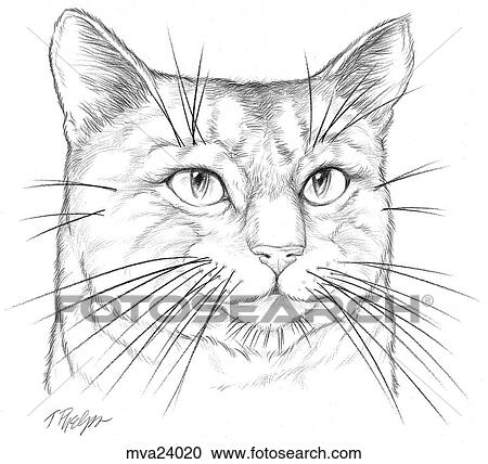 Clipart - Whiskers, feline. Fotosearch