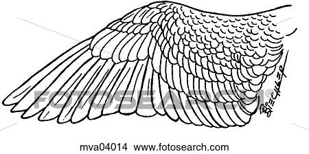 Wing feathers View Large Illustration Stock Illustration - Wing feathers. Fotosearch