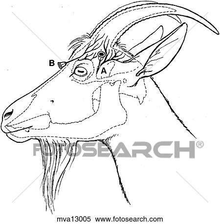 Zygomaticotemporal and infratrochlear n., goat View Large Illustration Stock Illustration - Zygomaticotemporal and infratrochlear n., goat. Fotosearch