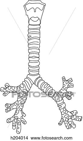 喉頭 気管 Bronchi イラスト H4014 Fotosearch